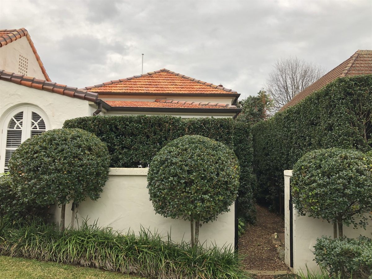 Formal hedge trimming on Sydney North Shore